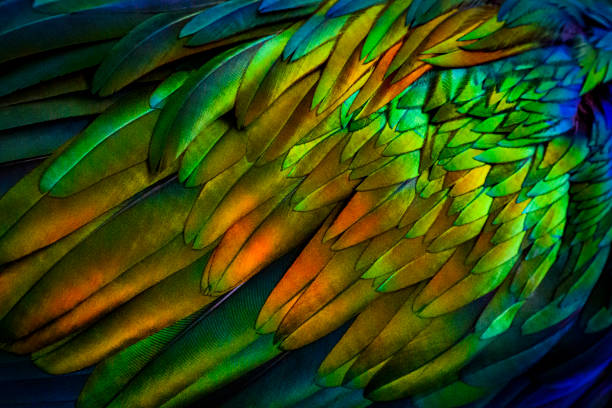 Colorful feather stock photo