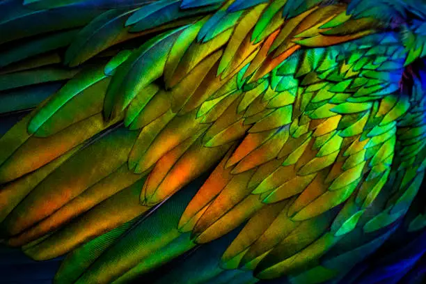 Photo of Colorful feather