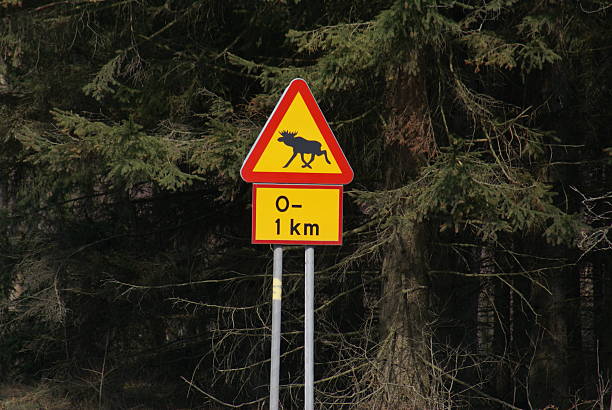 istock Traffic sign warning drivers about wild moose/elk 145914937
