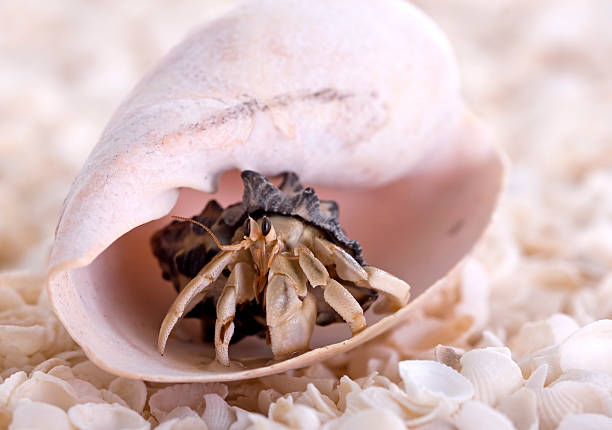 Hermit Crab stock photo