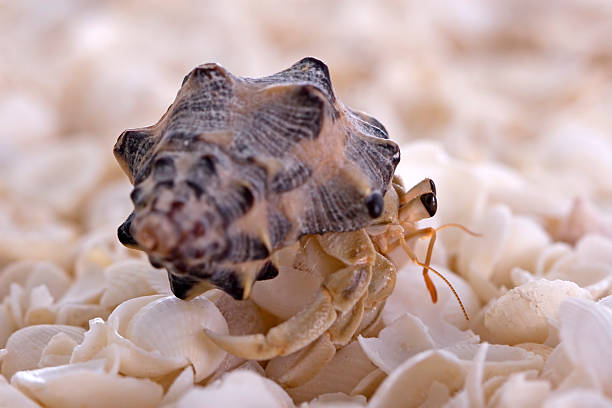 Hermit Crab stock photo