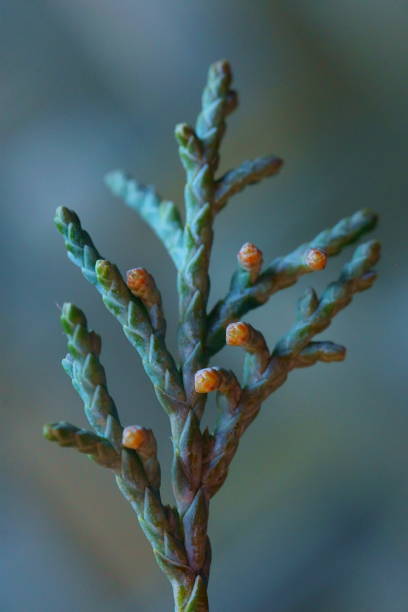 istock Background with evergreen shrub; leaves of juniperus scopulorum 1459150314