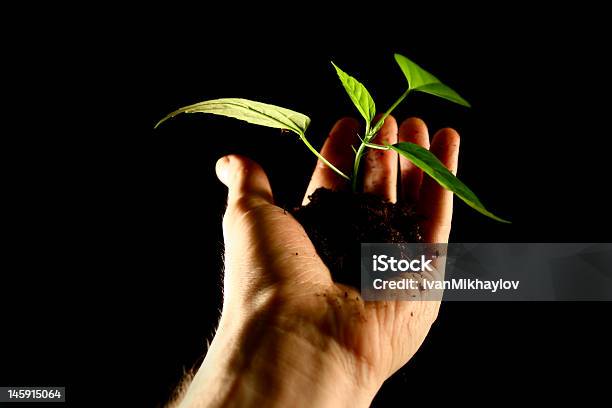 Plant Stockfoto und mehr Bilder von Baum - Baum, Blatt - Pflanzenbestandteile, Botanik