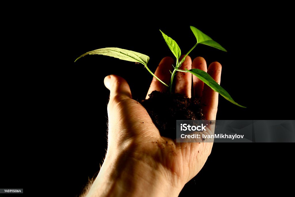 Planta - Foto de stock de Agricultura royalty-free