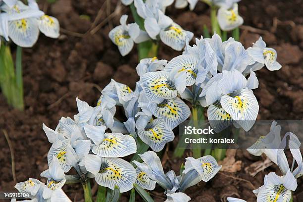 First Flowers After The Winter In Moscow Stock Photo - Download Image Now - Agricultural Field, Backgrounds, Beauty