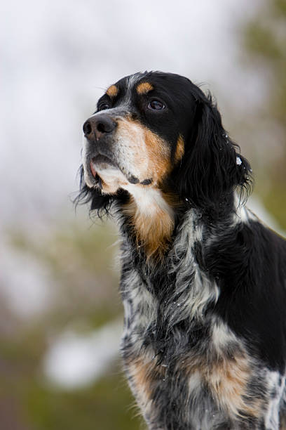 English Setter stock photo