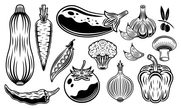 Vector illustration of Set of vegetables vector objects or elements, isolated illustration in vintage black and white style