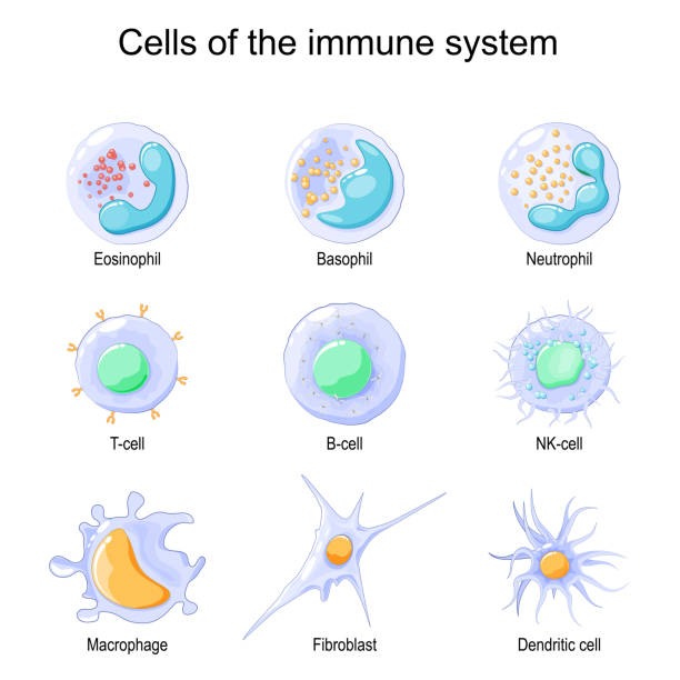 illustrazioni stock, clip art, cartoni animati e icone di tendenza di sistema immunitario. globuli bianchi o leucociti - white blood cell human immune system virus cell