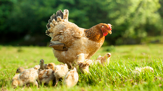A brown hen and her chicks roam the agricultural fields, grazing freely in the summer sun on the farm in nature. Free range hen eating on an organic egg farm