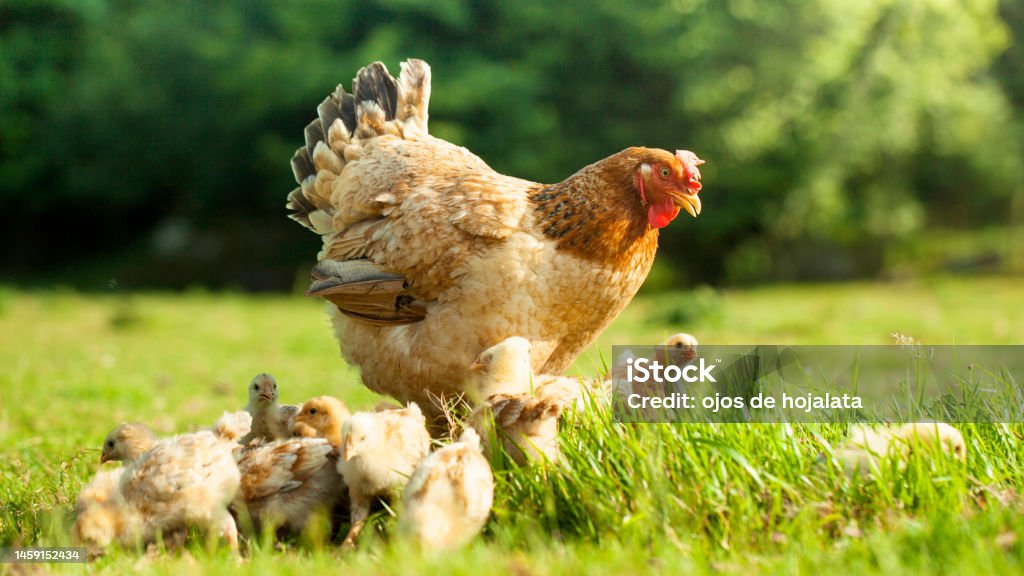 A brown hen and her chicks roam the agricultural fields, grazing freely in the summer sun on the farm in nature. Free range hen eating on an organic egg farm Chicken - Bird Stock Photo