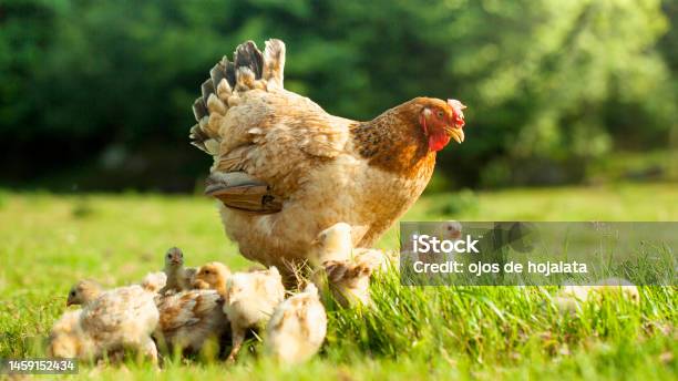 A Brown Hen And Her Chicks Roam The Agricultural Fields Grazing Freely In The Summer Sun On The Farm In Nature Free Range Hen Eating On An Organic Egg Farm Stock Photo - Download Image Now