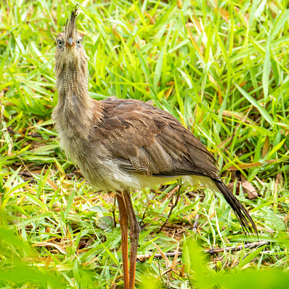The red-legged seriema or crested cariama (Cariama cristata) is a mostly predatory terrestrial bird in the seriema family (Cariamidae)