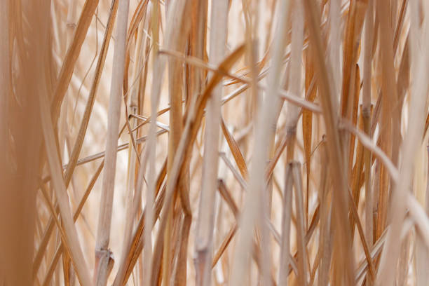 istock In the middle of the tall grass 1459152925