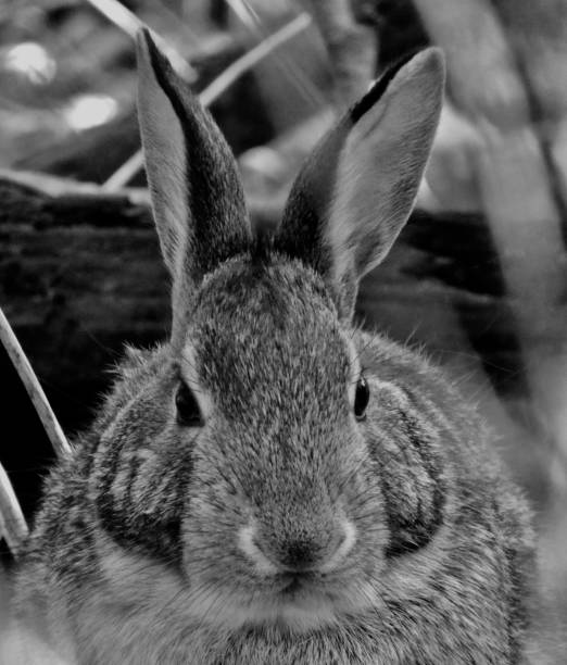 istock WILD EASTERN COTTONTAIL RABBIT - HIDING IN THE WOODS

IMAGE BLACK & WHITE 1459153043