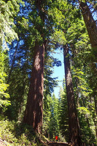 Hiking among giant redwood trees in Oregon