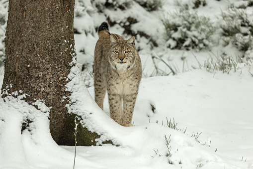 Eurasian lynx (Lynx lynx) standing in a forest in winter.