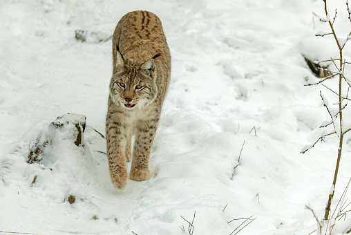 Wild Lynx in the winter forestWild Lynx in the winter forestAutumn mountain landscape in the highlands in the Carpathians