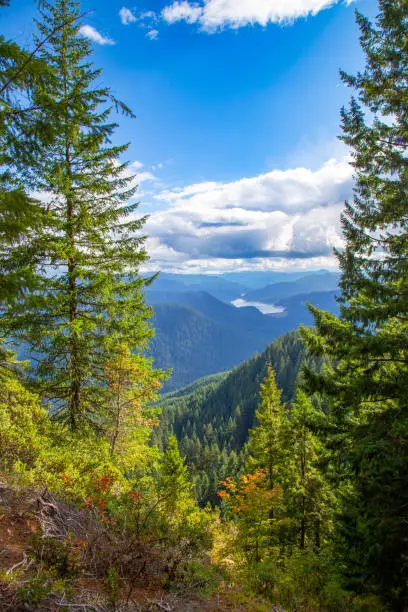 Old growth forests in the Cascade Mountains of central Oregon