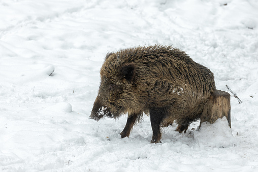 Male boar, wild boar (Sus scrofa) rubbing, scratching against a tree stump in winter.