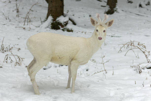 White roebuck in winter Beautiful white roebuck (Capreolus capreolus), an absolute rarity, standing in front of a forest in winter. roe deer frost stock pictures, royalty-free photos & images