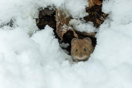 Cute bank vole (Myodes glareolus) looking out of the burrow in winter.