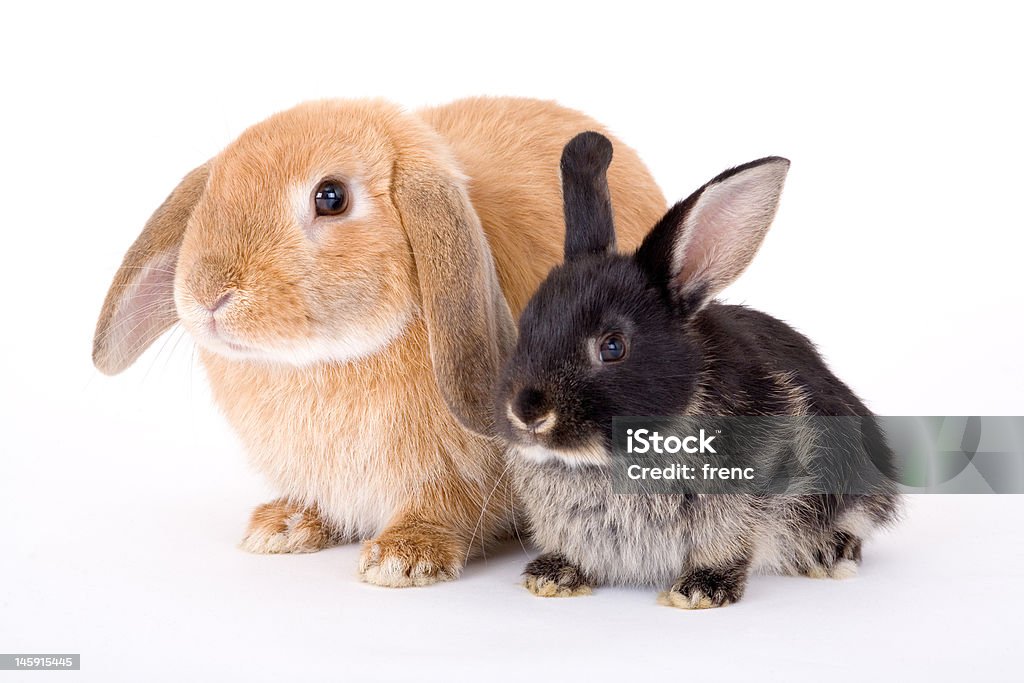 two bunny on a white background Affectionate Stock Photo