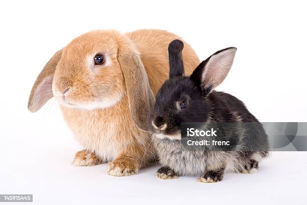 Two Bunny On A White Background Stock Photo - Download Image Now - Affectionate, Animal, Baby Rabbit