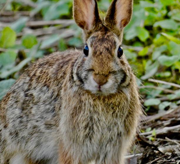 istock WILD EASTERN COTTONTAIL RABBIT - SURPRISED ON THE TRAIL 1459154679