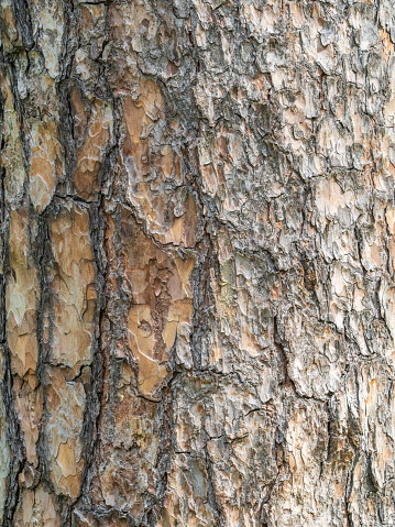 Old wood bark texture or background. Red pine tree.