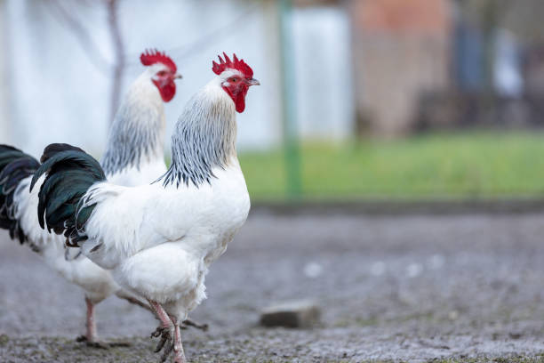 istock two white roosters with a black tail 1459156730