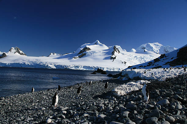 half moon island - nature antarctica half moon island penguin stock-fotos und bilder