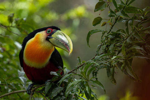 istock The green-billed toucan 1459156963