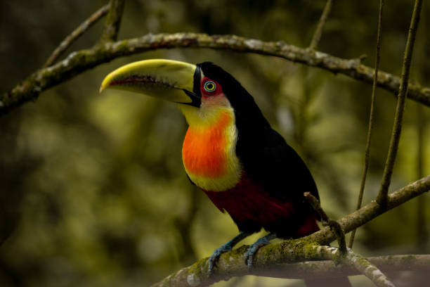 istock The green-billed toucan 1459156966