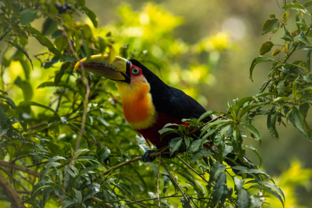 istock The green-billed toucan 1459156972