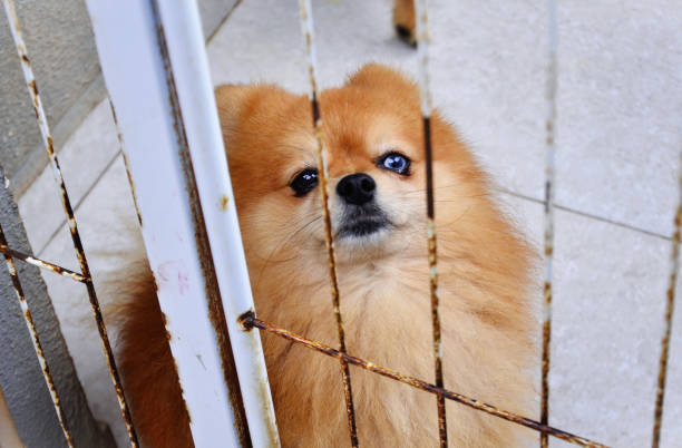 A furry caramel colored German Spitz with one brown eye and one blue eye in the playpen watching