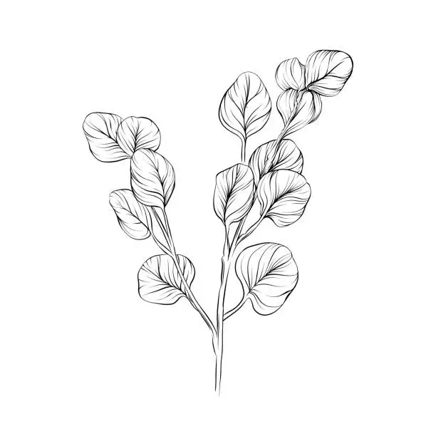 Vector illustration of Set of Eucalyptus Leaves Vector Pen and Ink Illustration