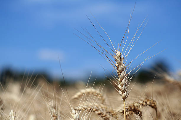 corn spike stock photo