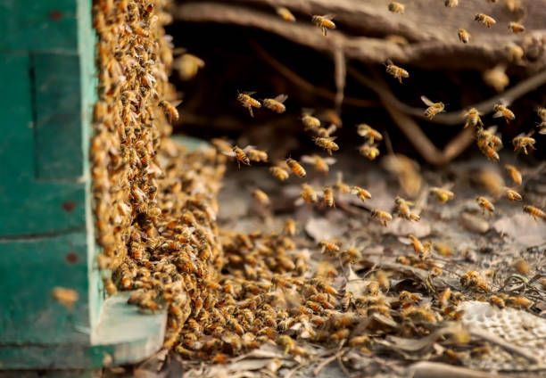 istock Bee hive or bee nest where honey is harvested 1459157990