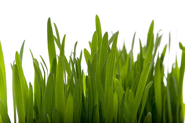 Spring grass isolated stock photo