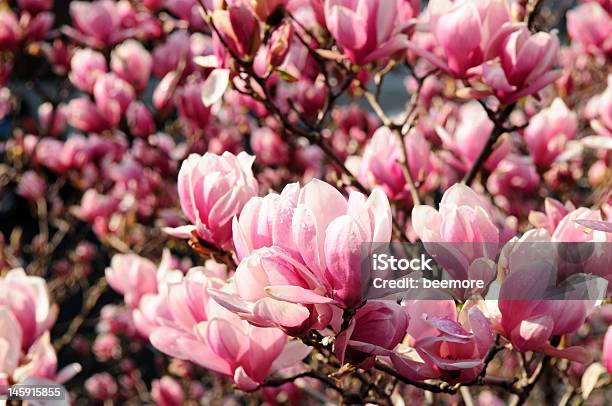 Pink Magnolia Im Frühling Stockfoto und mehr Bilder von Baum - Baum, Baumblüte, Blütenblatt