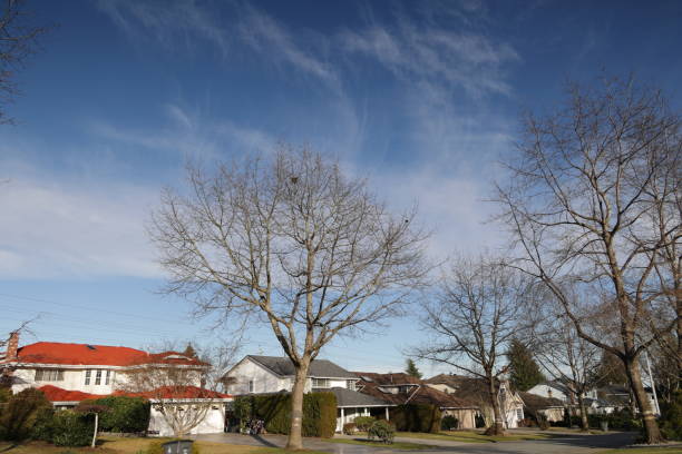 istock Tree-lined 95th Avenue in Surrey, Canada 1459159828