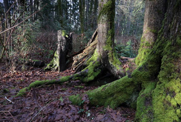 istock Moss on Trees in British Columbia, Canada 1459159931
