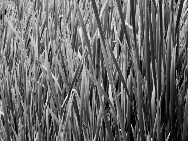 istock IMAGE BLACK & WHITE OF CATTAIL  - ABSTRACT BACKGROUND 1459160764