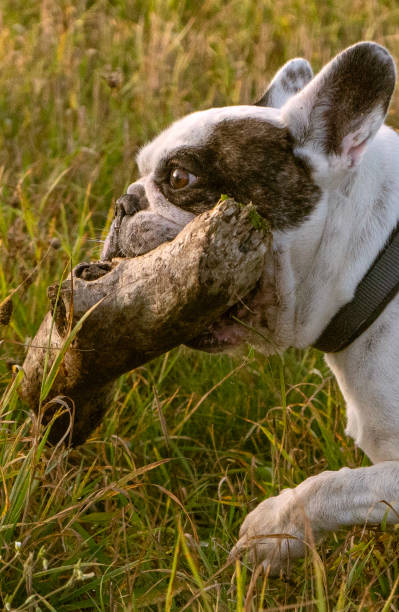 istock French bulldog posing and playing 1459161013