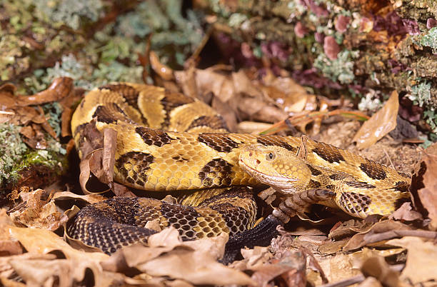 istock Snake-Timber rattlesnake 145916118