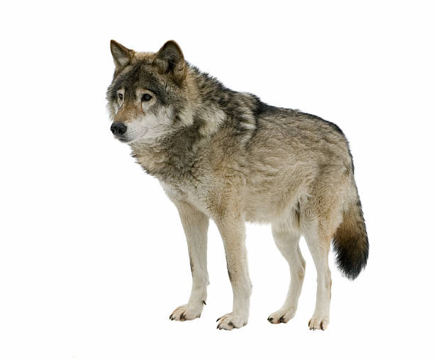 istock Gray wolf standing diagonally to the left 145916120