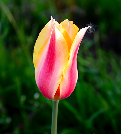 Bud of a bright, two-tone, richly colored decorative tulip flower
