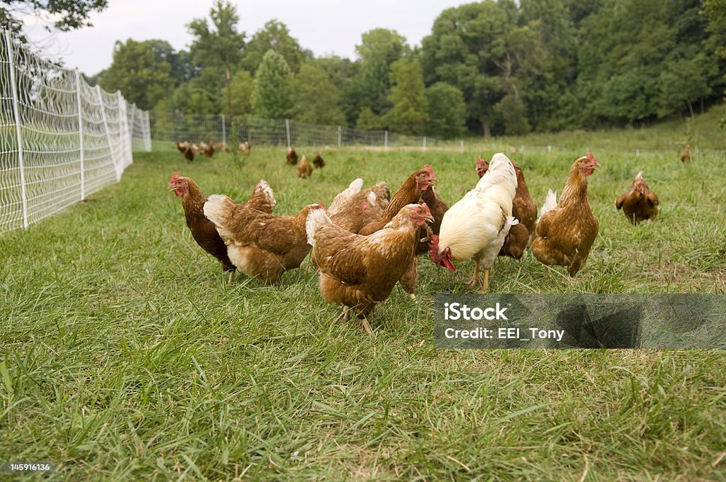 Pasture raised chickens on a green grass field Hens and a rooster feed in the pasture of an organic farm in Illinois Agricultural Field Stock Photo
