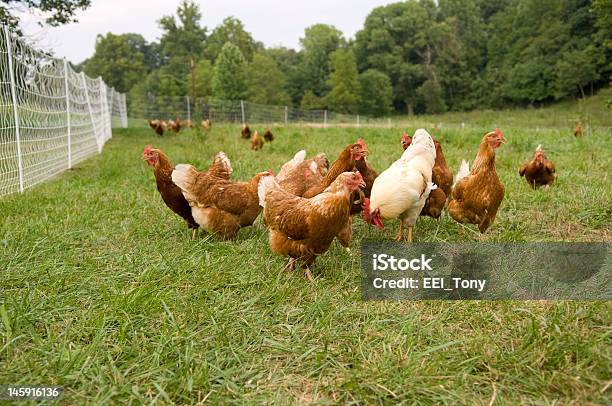 Pasture Raised Chickens On A Green Grass Field Stock Photo - Download Image Now - Agricultural Field, Agriculture, Animal Body Part