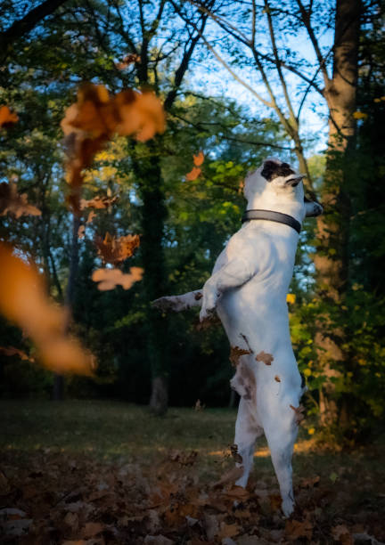 istock french bulldog playing with leaves 1459161524
